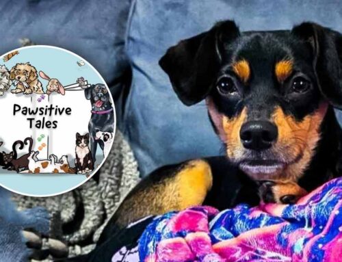 Pawsitive Tales Features Paisley!