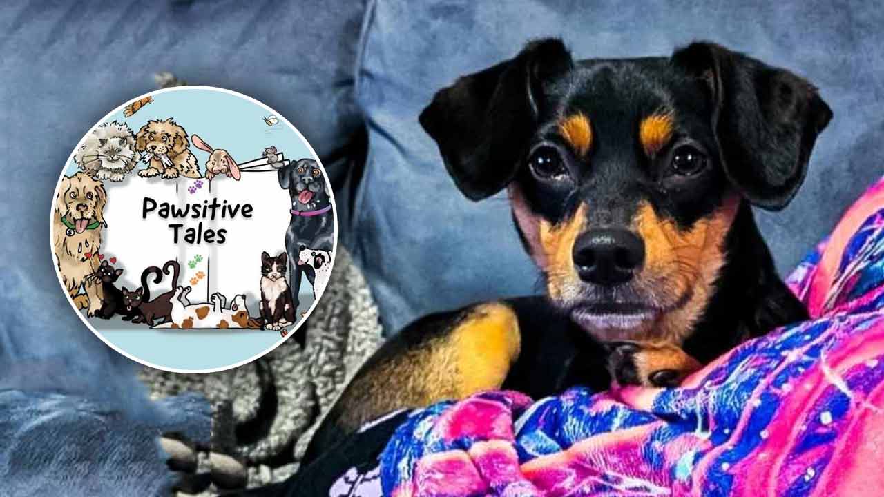 Pawsitive Tales Features Paisley!